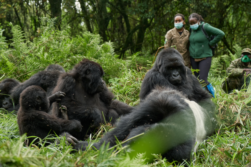 Virunga Lodge Original Gorilla Lodge In Rwanda Volcanoes Safaris