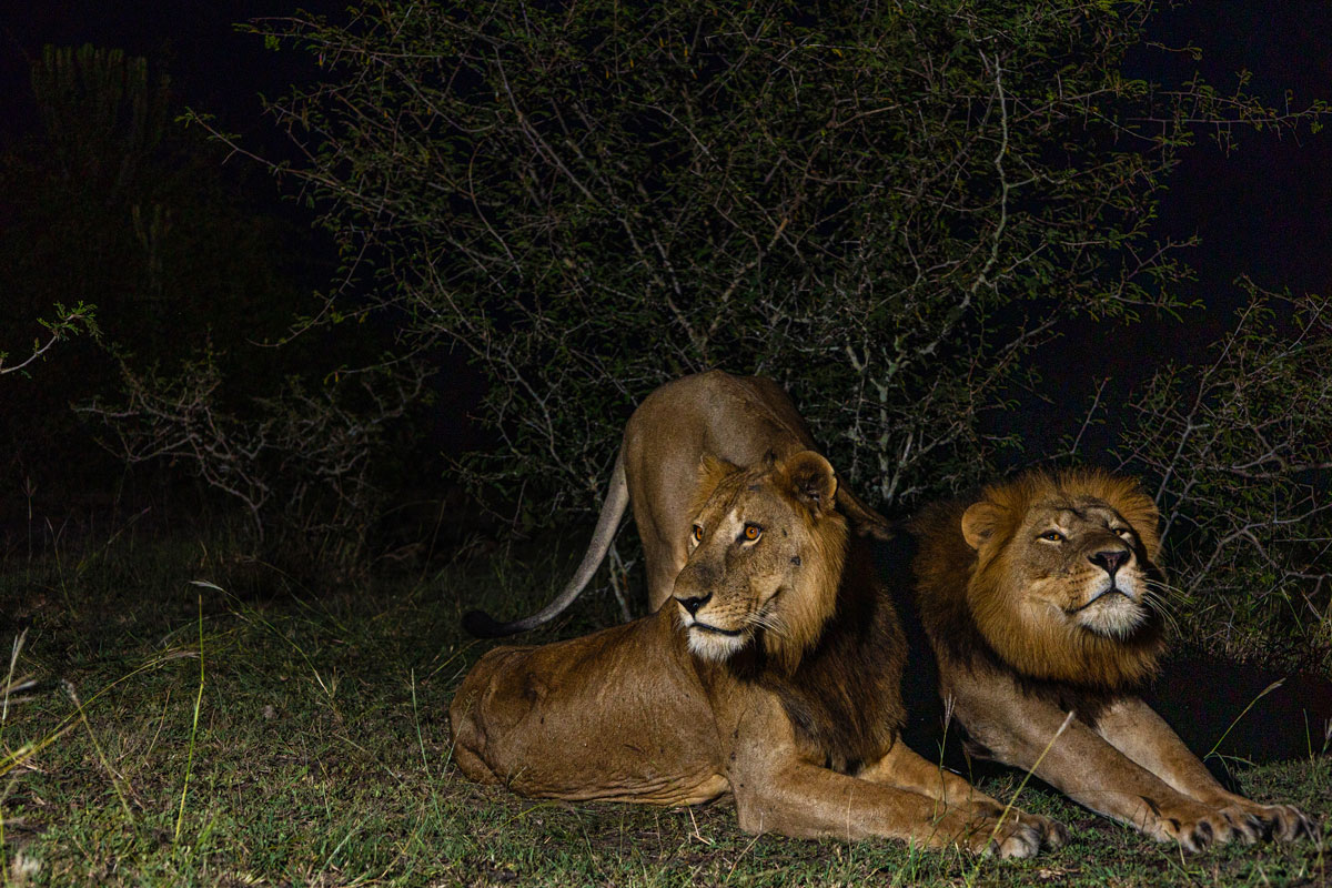 Jacob and Tibu Successfully Swimming The Kazinga Channel