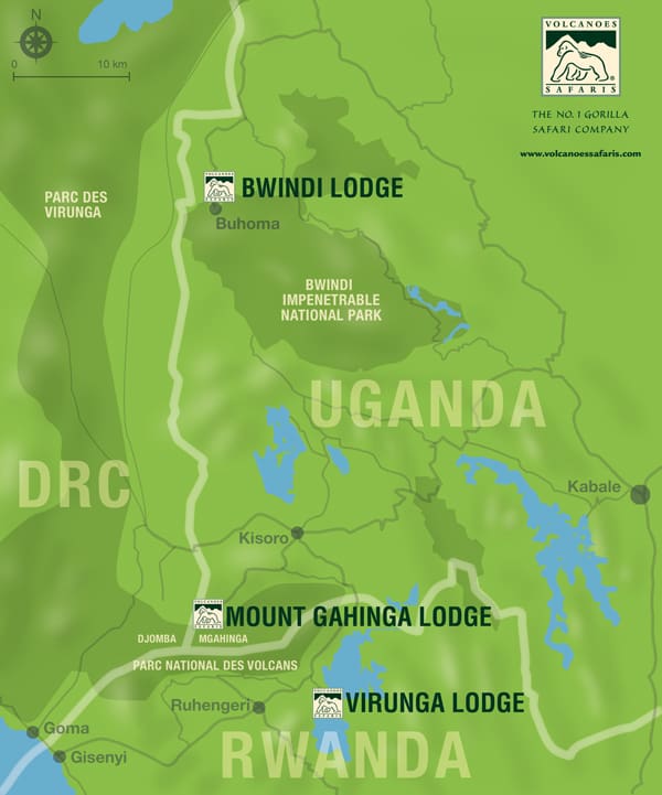 Gorillas Direct from Masai Mara and more!