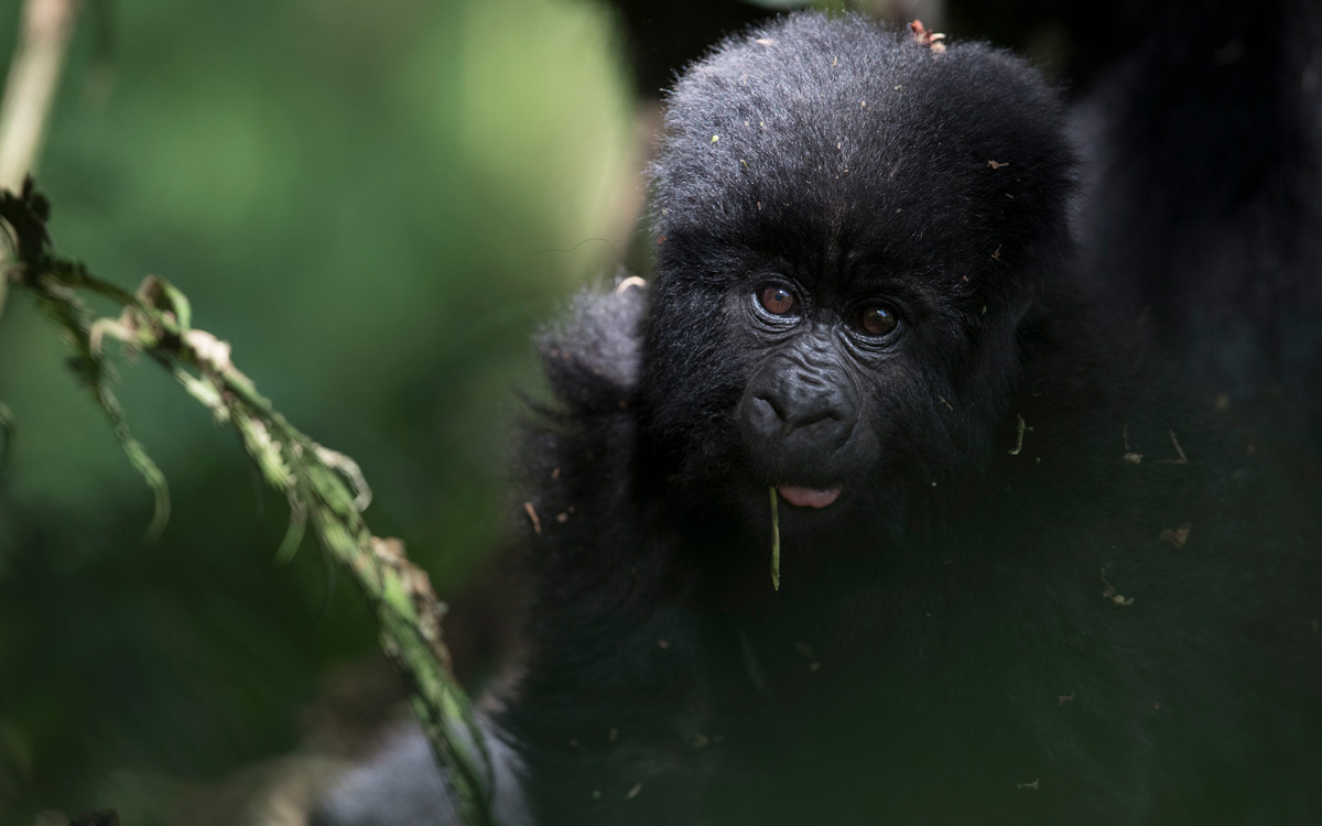 Bwindi Lodge 25th Anniversary Special Offer: Free Gorilla Permit