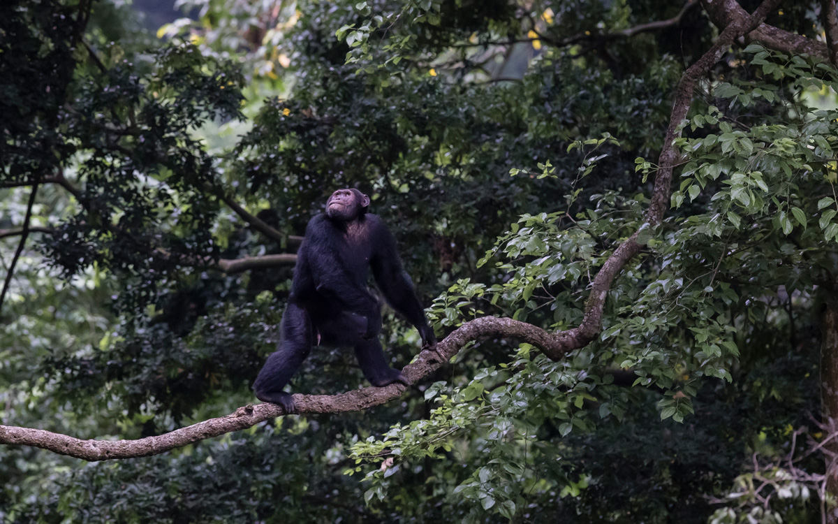 World Chimpanzee Day 2019 Volcanoes Safaris Kyambura Gorge Lodge