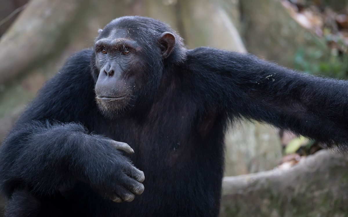 Protecting The Lost Chimpanzees of the Kyambura Gorge