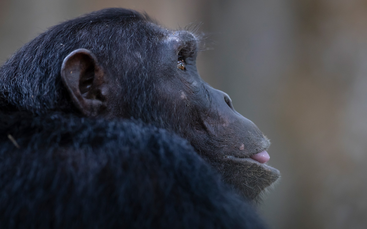 Chimpanzee Families and National Park