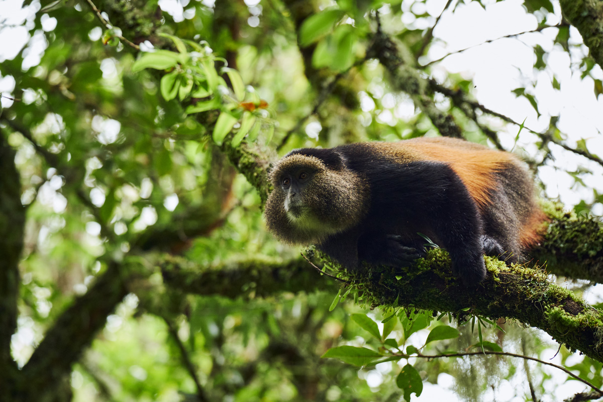 Volcanoes Safaris Virunga and Gahinga Safari Loop
