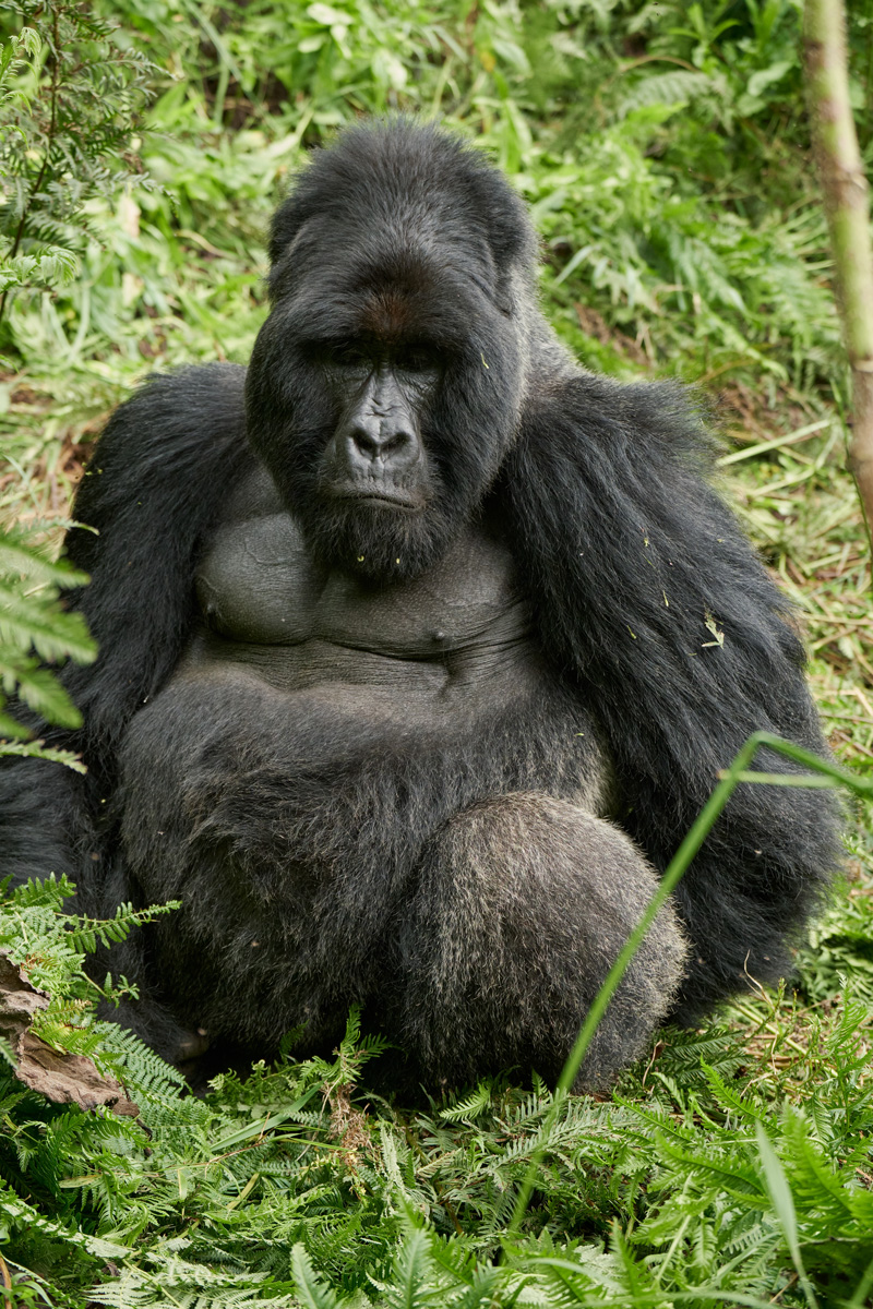 Volcanoes Safaris featured in Adventure.com