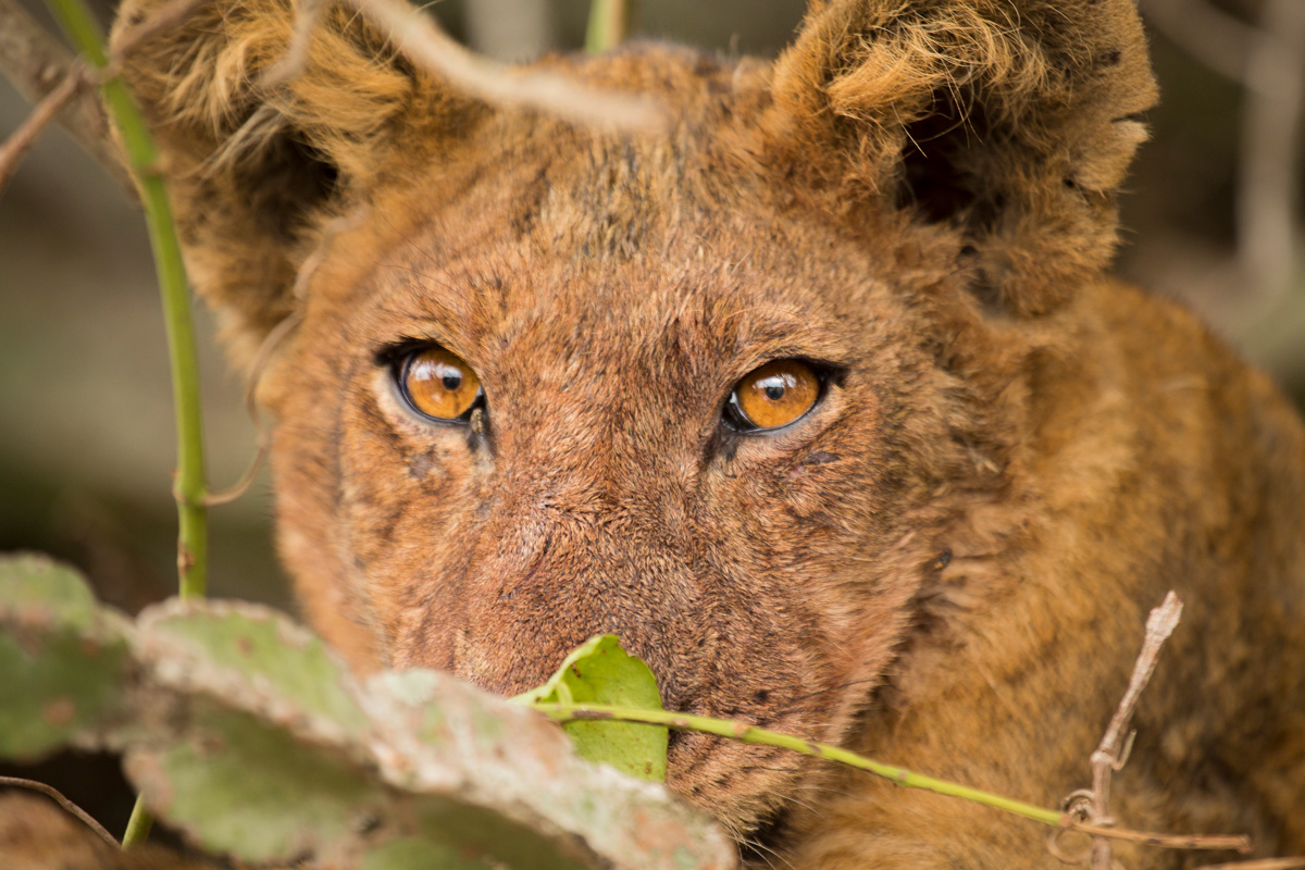 Volcanoes Safaris Kyambura Lion Monitoring Project 2023