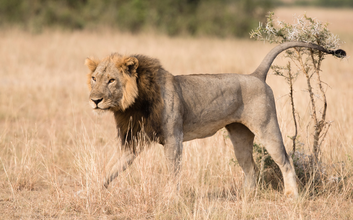 Kyambura Lion Monitoring Project Dr Alex Brackowski