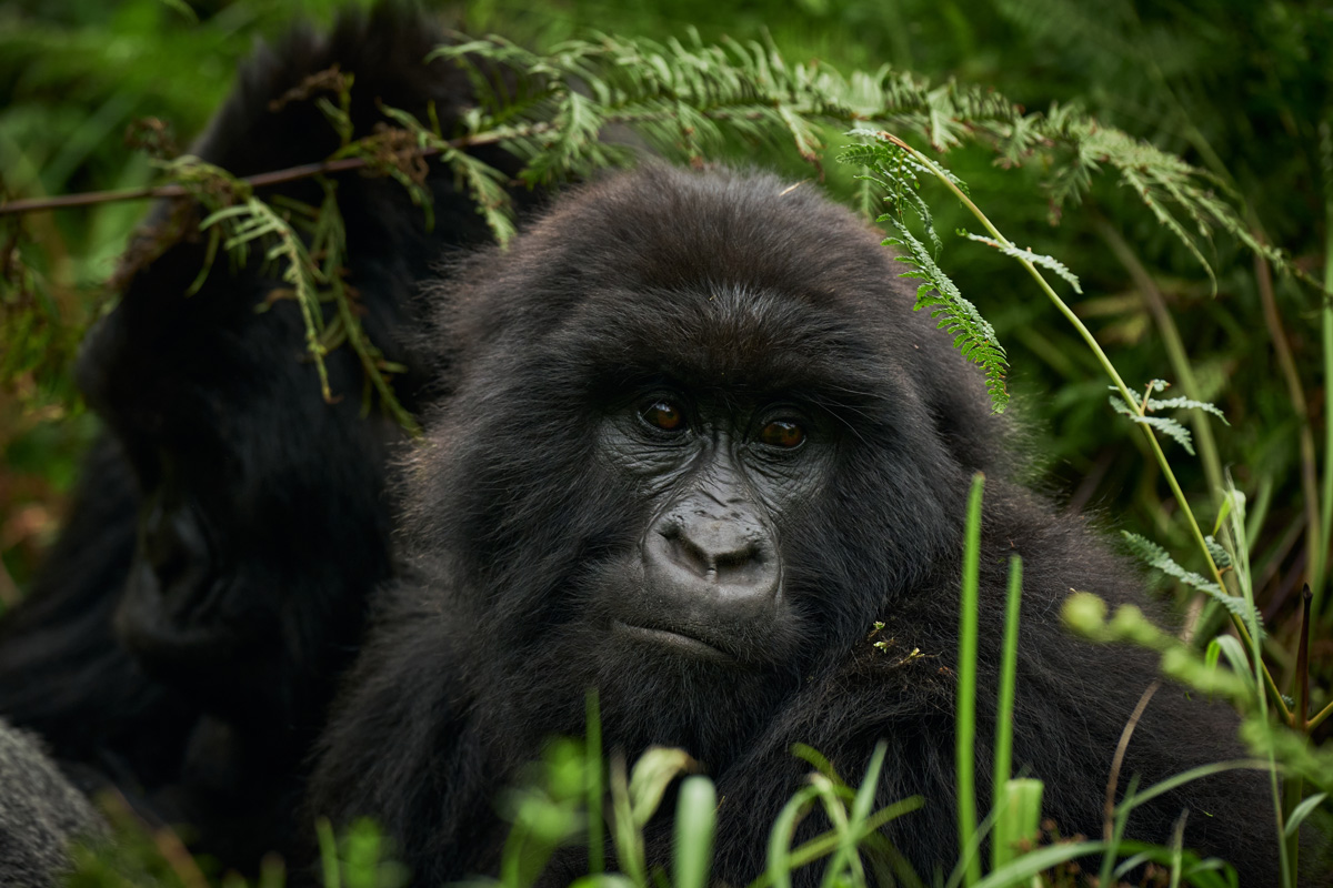 Gorilla safari at Mount Gahinga Lodge, Uganda