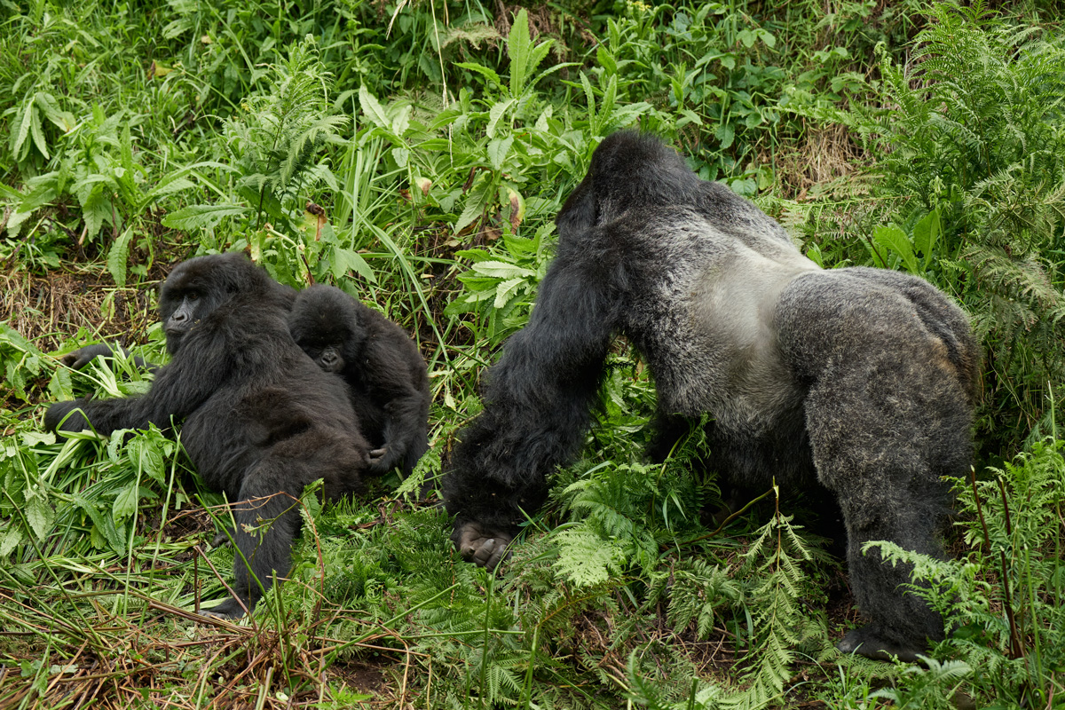Kibale Lodge and Bwindi Lodge in The Ethel AARP
