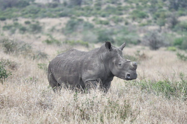 Akagera National Park to Welcome 70 White Rhinos from South Africa