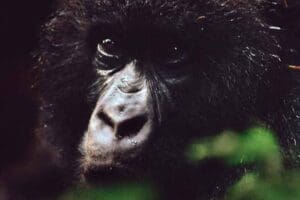 Into the Virungas Rwanda-Uganga