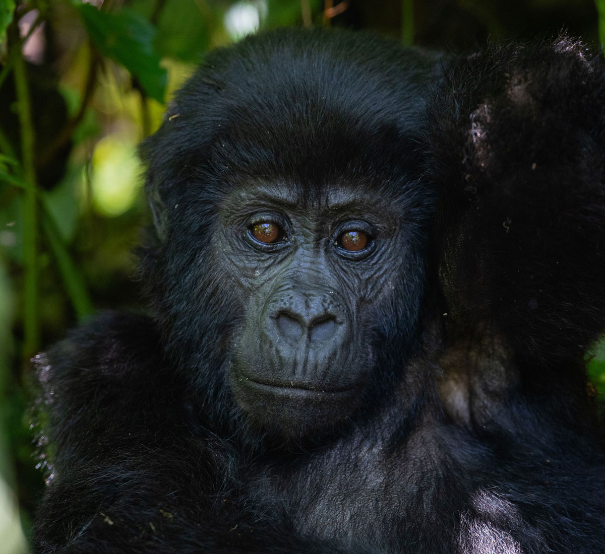 Explaining Gorilla Differences