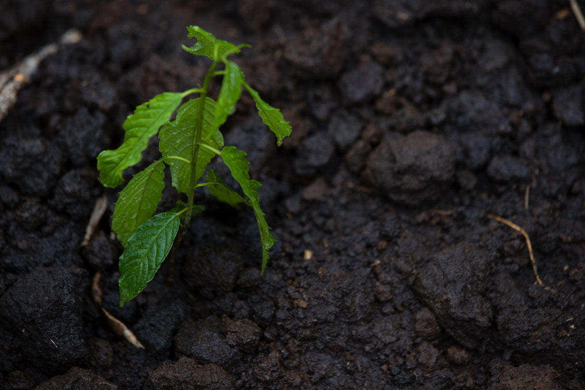 Tree Planting Project