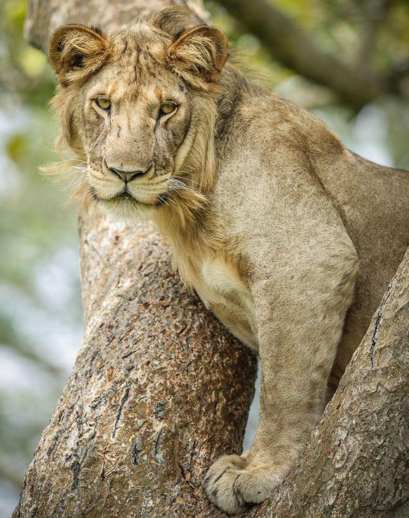 Volcanoes Safaris and Lion Monitoring project are featured in KDVR and Yahoo News 
