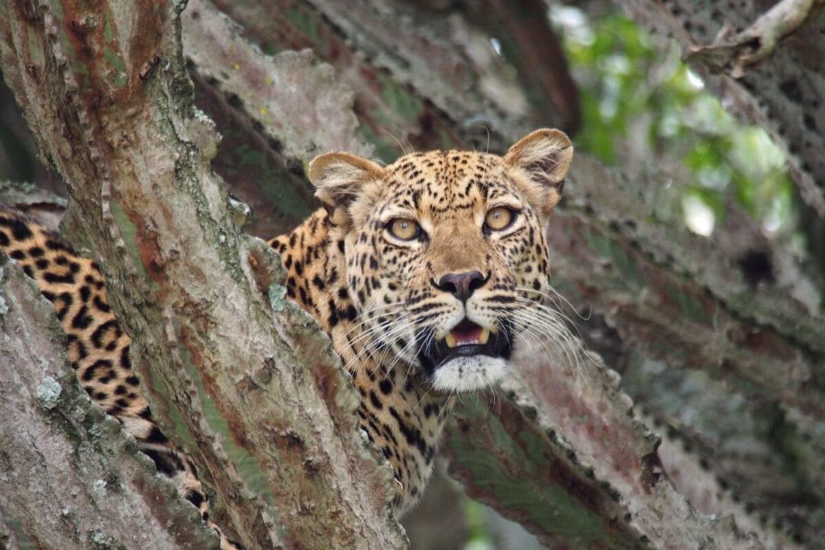 Update on the Kyambura Lion Monitoring Project