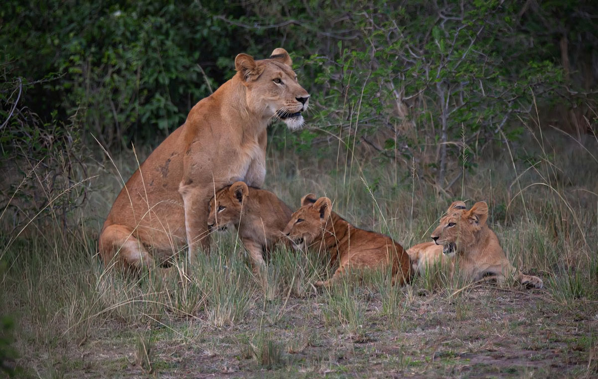 Jill and her cubs on Mweya Peninsula in Queen Elizabeth National Park
