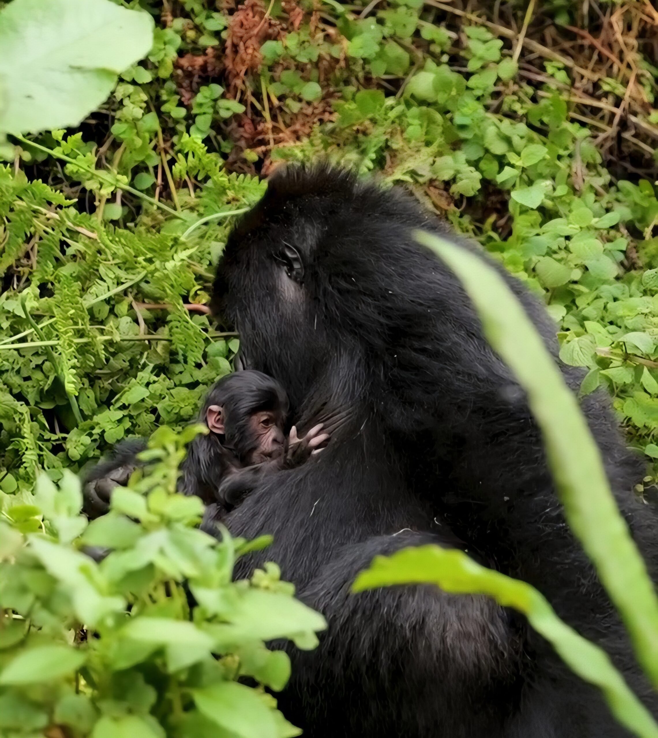 A New Baby Gorilla to the Musilikale Family