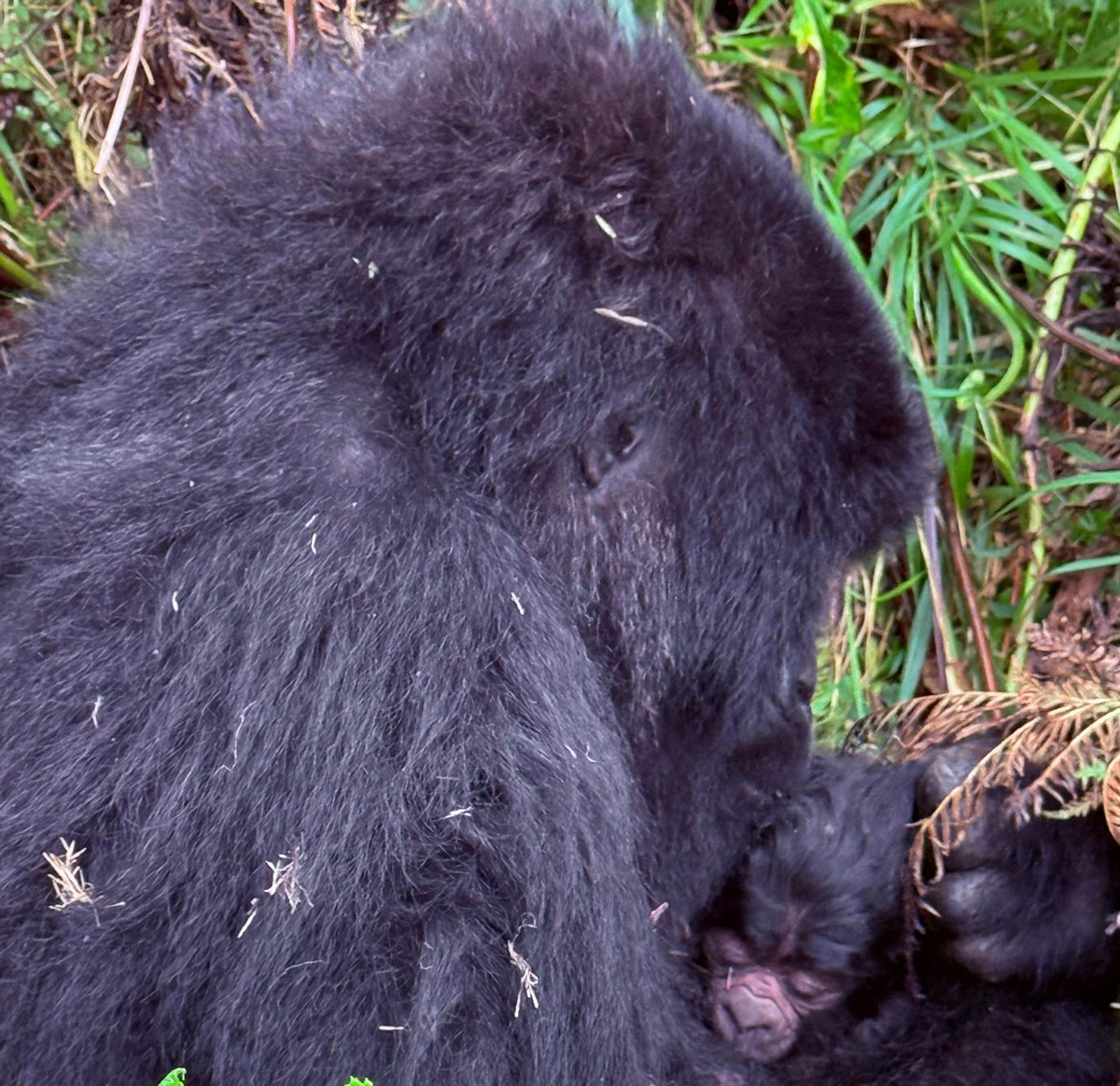 Gorilla Baby Born to the Nyakagyezi Family