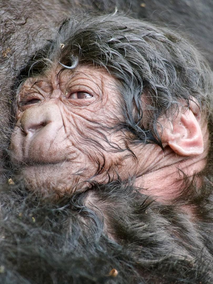  Newborn Male Gorilla Born to Mother Urahirwa of the Ntambara Gorilla Family
