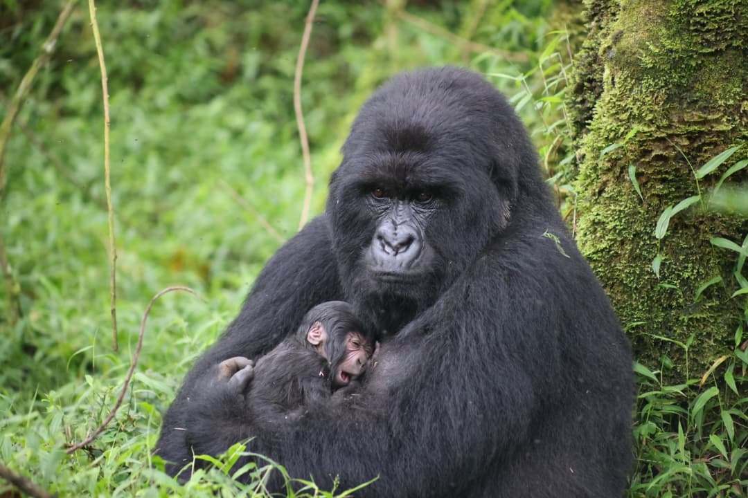 Newborn Gorilla to Mother Cyizanye of the Nyakagyezi Gorilla Family 