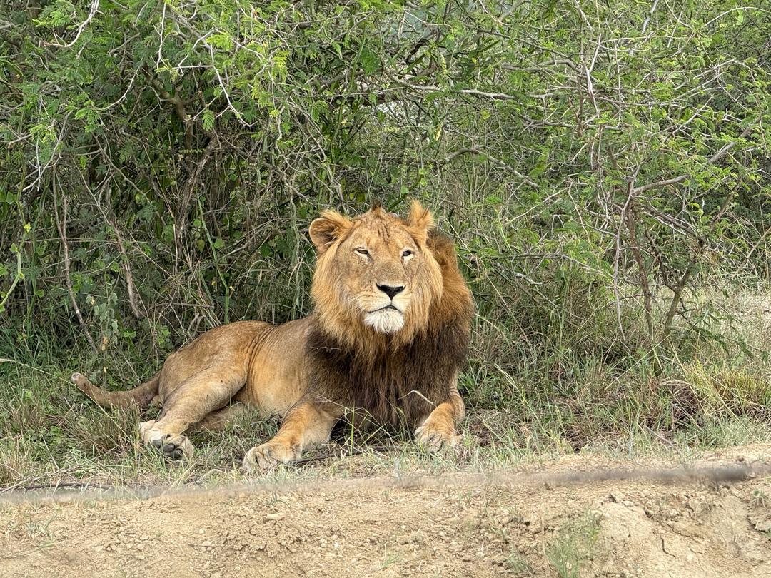 New Science: A three legged lion has learned to hunt in a completely unexpected way
