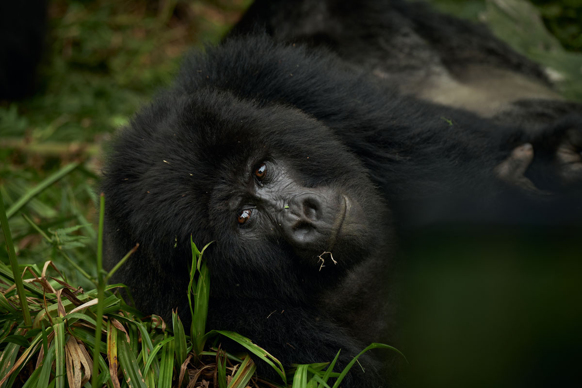 Dr. Brenda Boonabaana: A Voice from Bwindi on Sustainable Tourism 