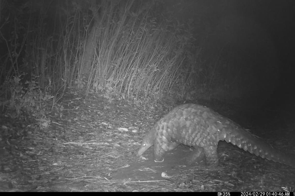 Launch of Pangolin Monitoring Project at Kyambura Gorge Lodge