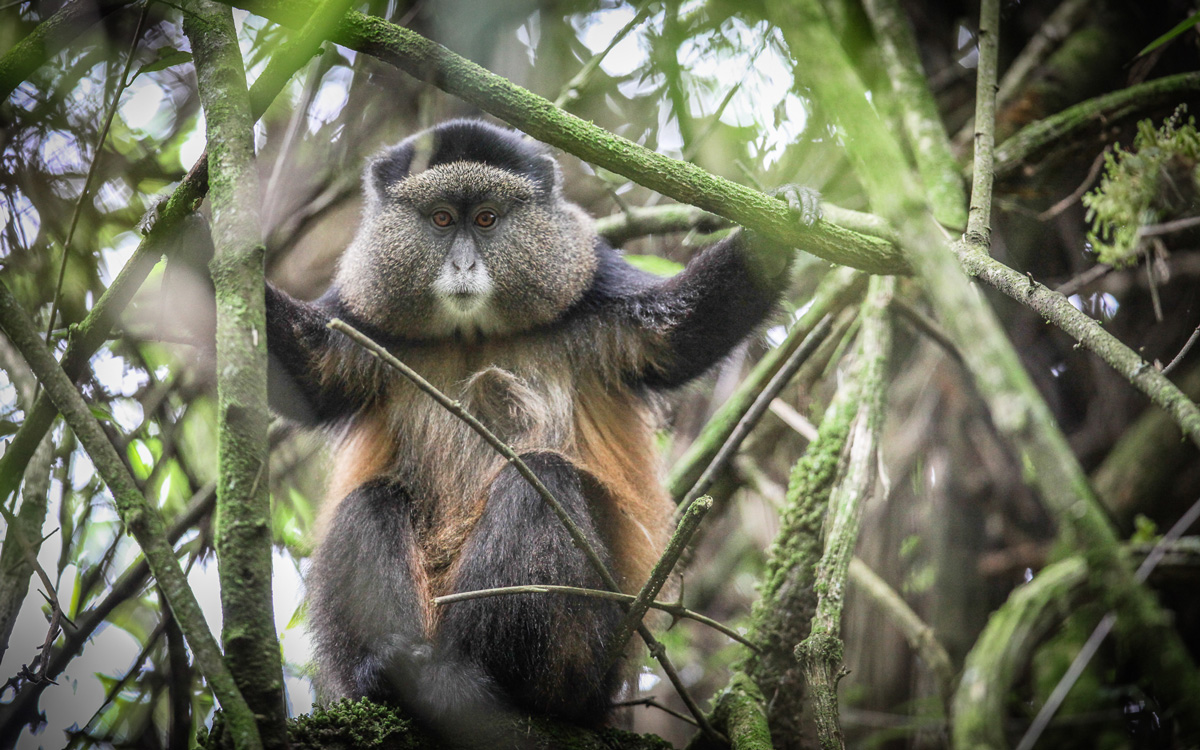 Support vital community and conservation projects in Uganda