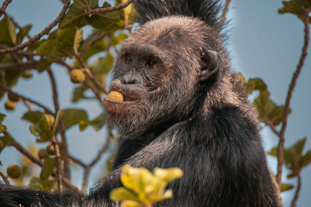 Kihango, former alpha male of the isolated Kyambura Gorge chimpanzee community