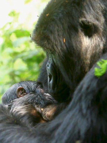 New Baby Gorilla Born to the Pablo Family on World Ranger Day