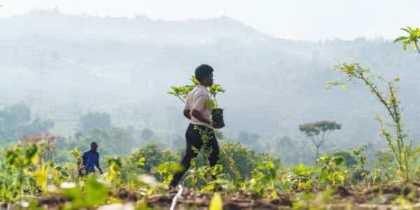Tree Nursery and Reforestation Project
