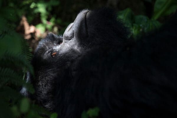 Bwindi Lodge Featured in Global Traveller