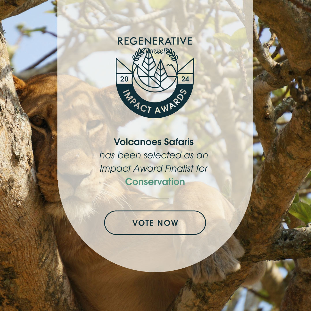 Support the Kyambura Lion Monitoring Team in the Regenerative Travel Impact Awards