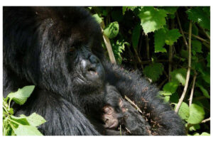 Gorilla Baby Born In Virunga National Park, Rwanda