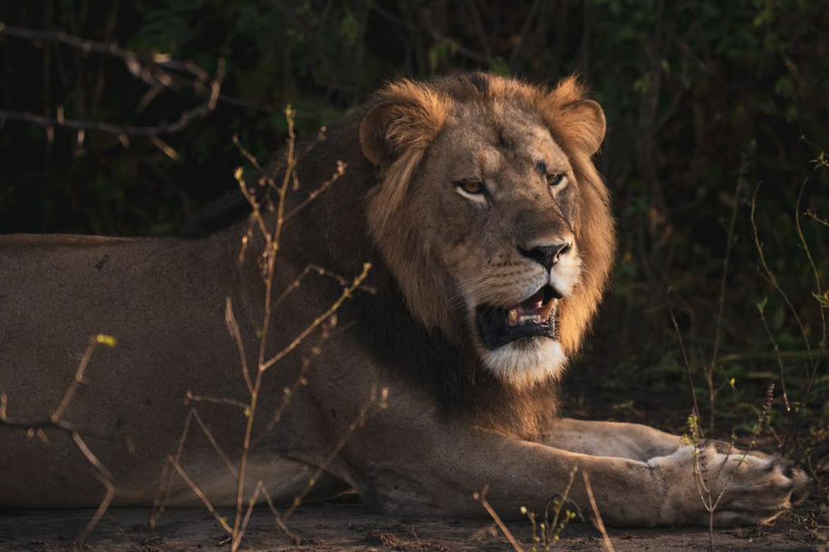 Update on the 2024 Kyambura Lion Census in Queen Elizabeth Conservation Area