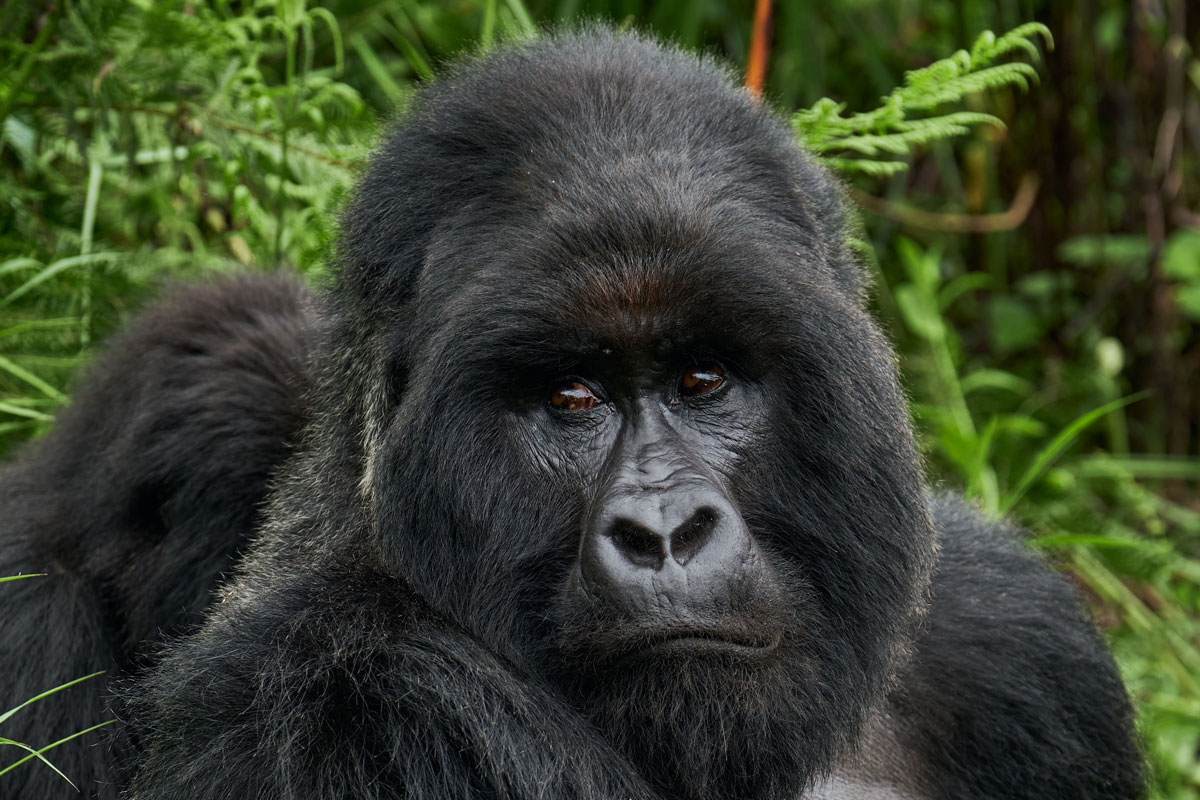 Volcanoes Safaris’ new Primates of the Great Rift Valley Safari