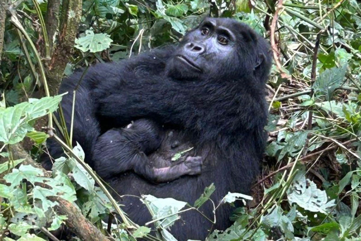 New baby gorilla born to mother Munini and Silverback Bweza