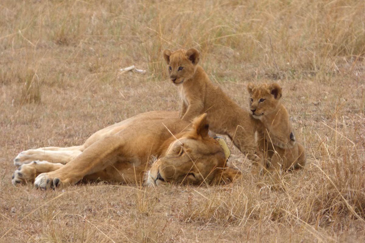 Capacity building and team training 