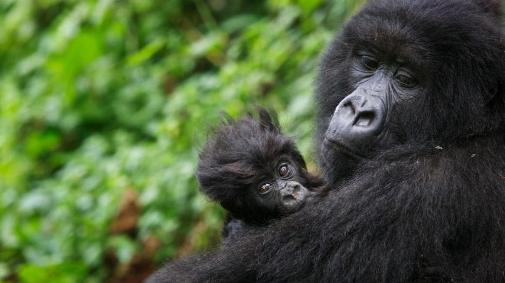 Volcanoes Safaris Featured in the Inside Hook