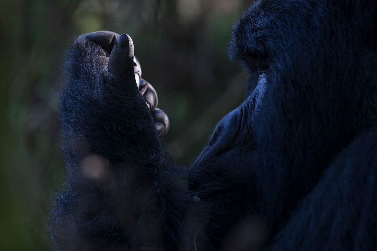 Volcanoes Safaris and Praveen Moman featured in Country & Town House's Africa travel special