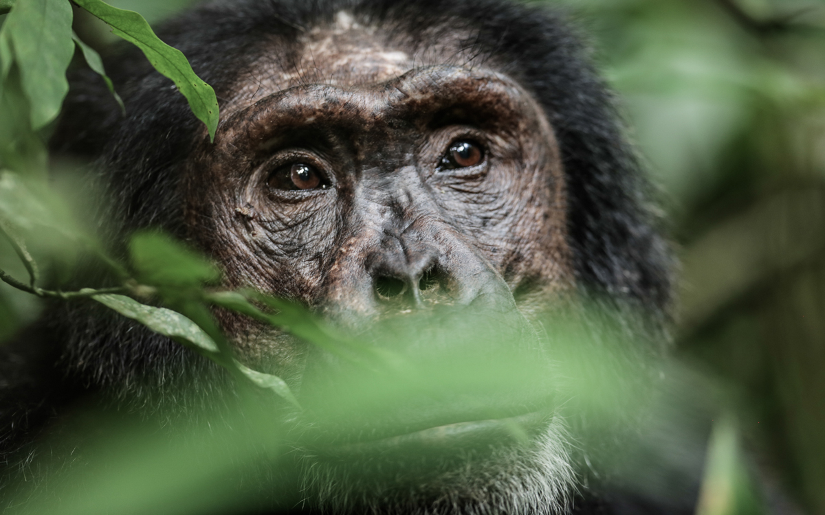 Chimpanzee looking through forest foliage in Uganda