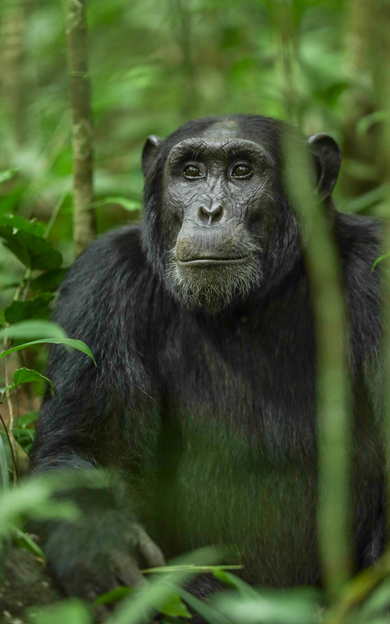 New Chimp Naming Ceremony!