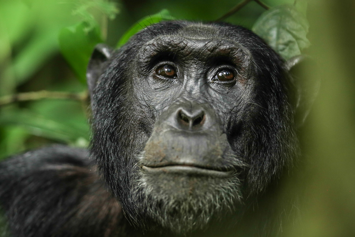 Chimp tracking Uganda
