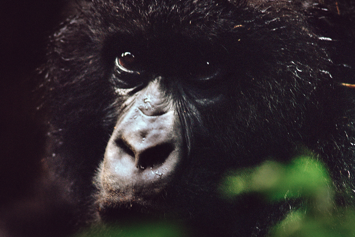 Into the Virungas - the book