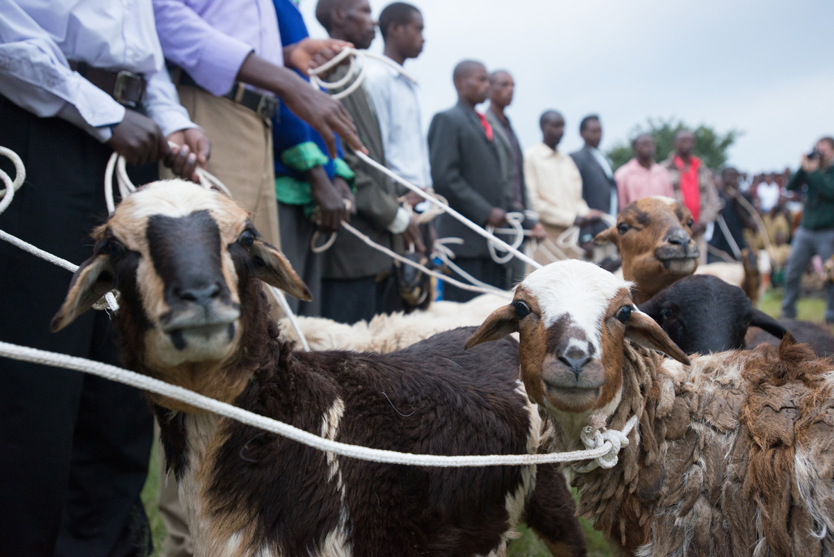 One Sheep Per Family