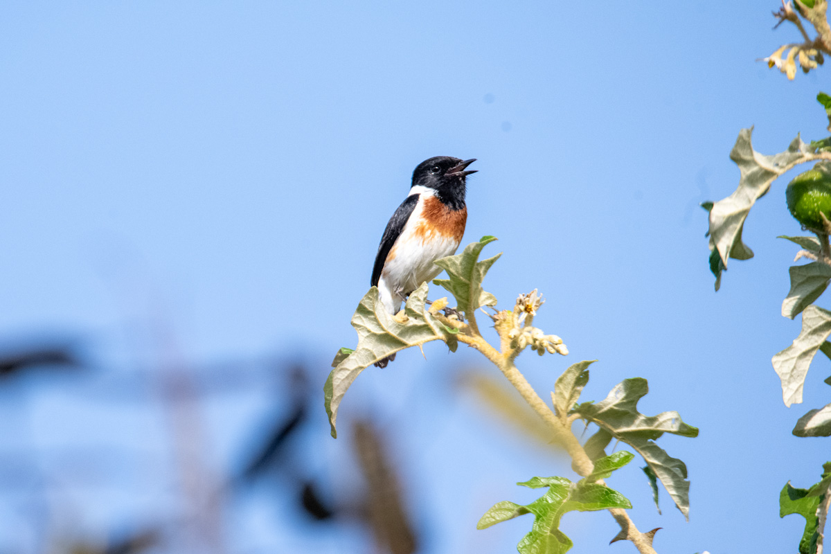 Birding Tourism in Rwanda