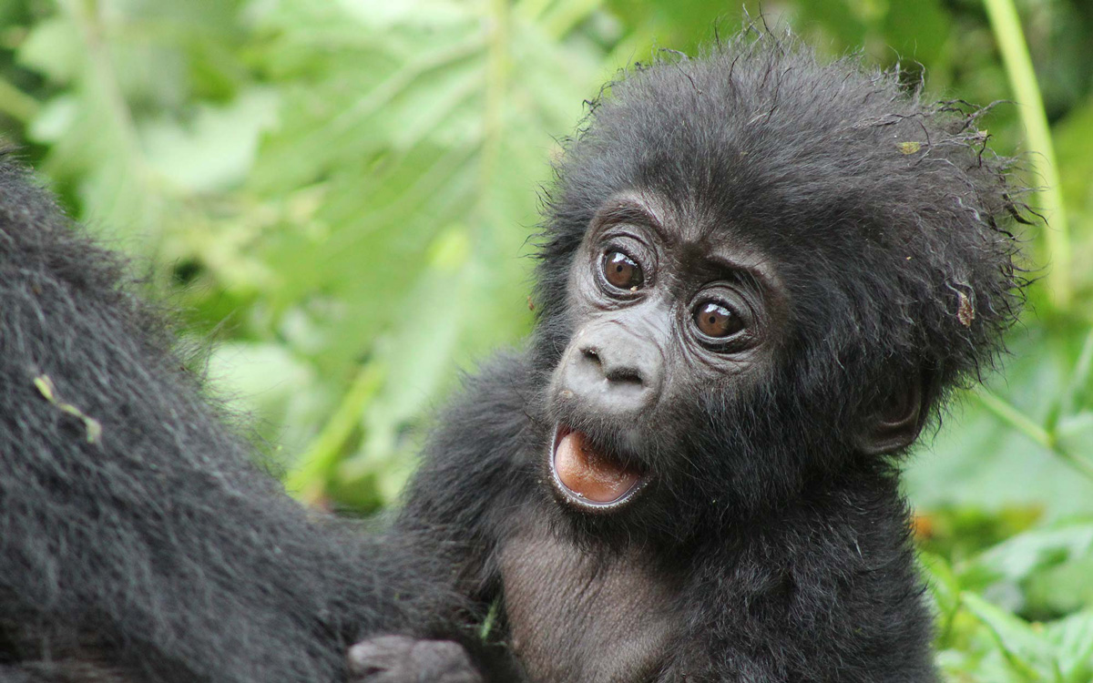Limited-Time Special: Dian Fossey Safari - Virunga & Gahinga 