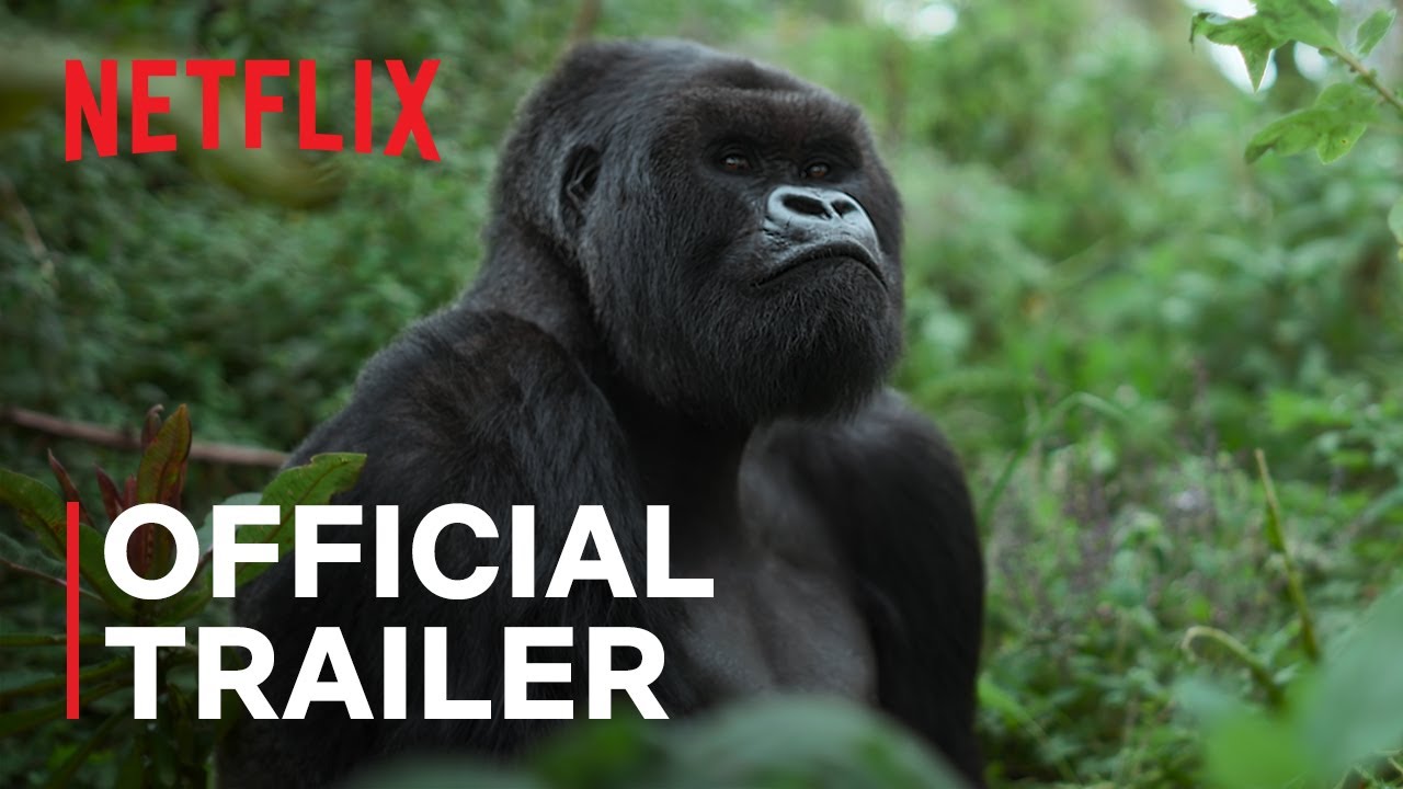A Gorilla Story told by David Attenborough