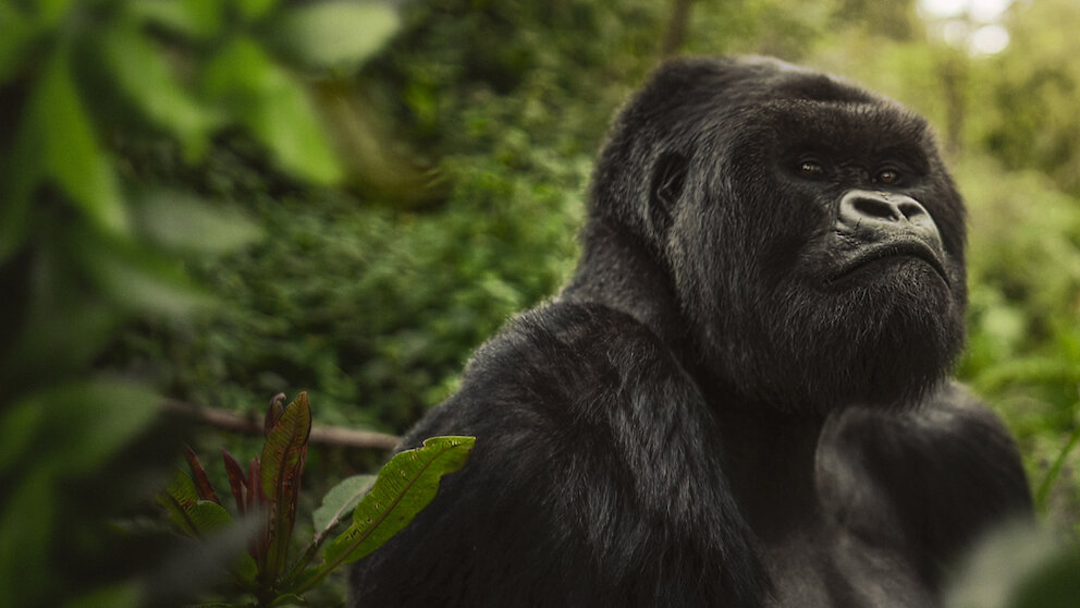 A Gorilla Story told by David Attenborough