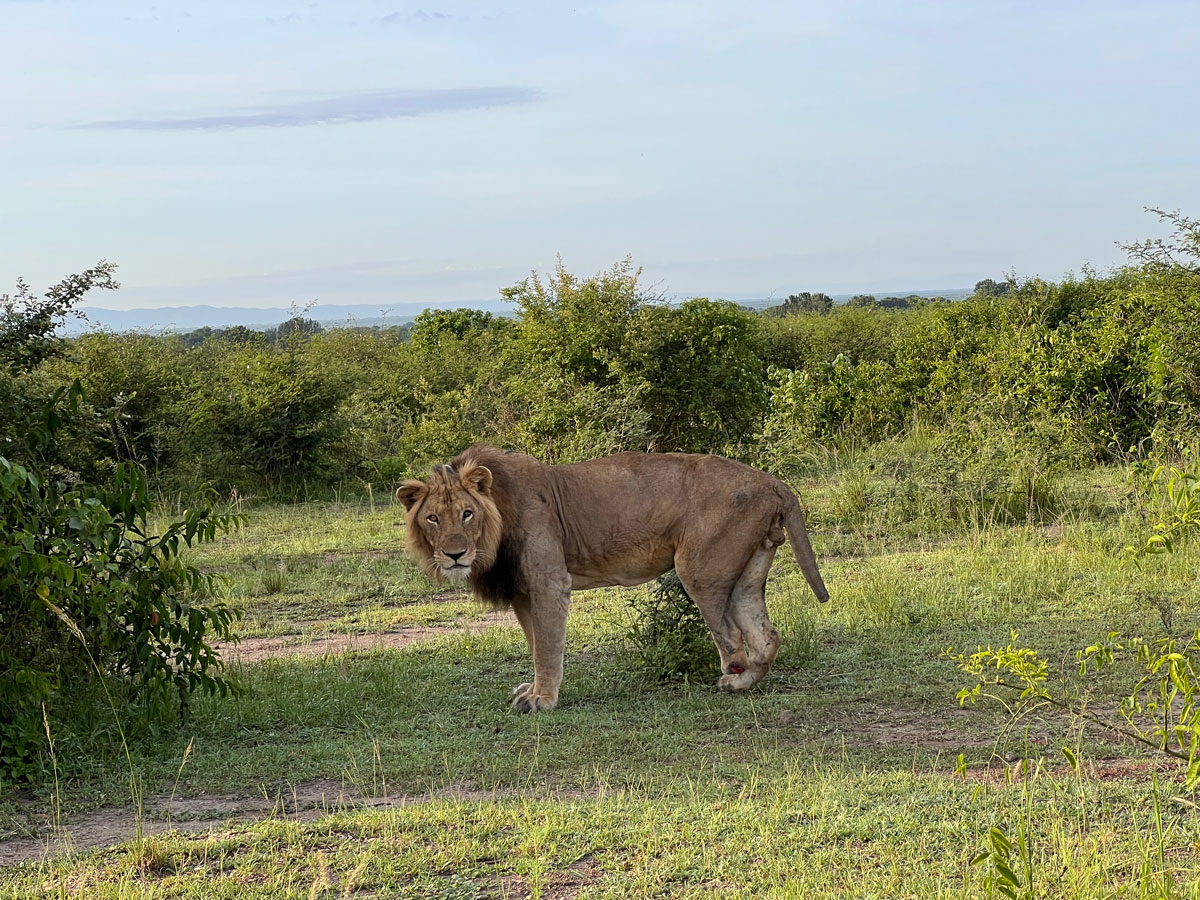 Volcanoes Safaris Partnership Trust and Kyambura Lion Monitoring Project in Science et vie